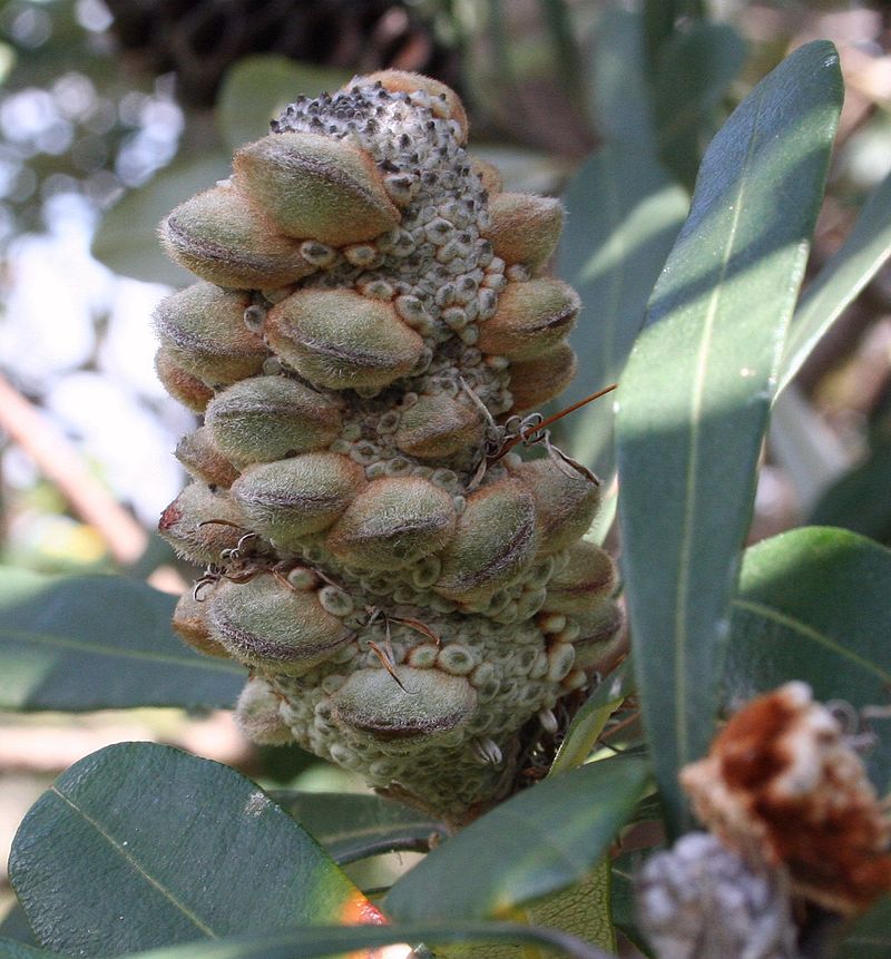 Banksia Project