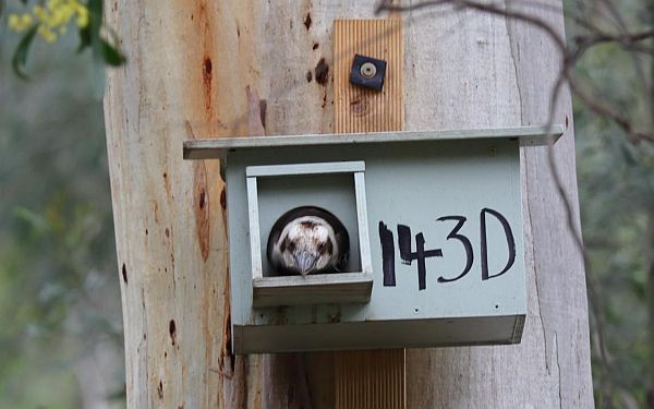 Darebin Parklands nest box with kookaburra