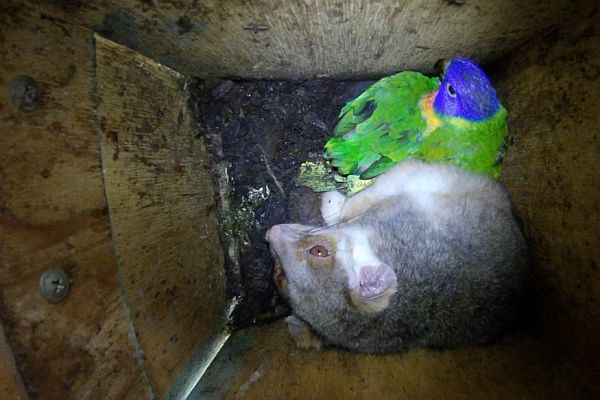 Darebin Parklands nest box with possum and rainbow lorekeet chicks