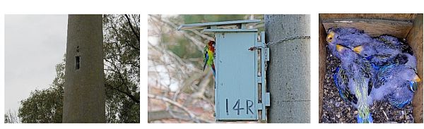 Darebin Parklands nest box project