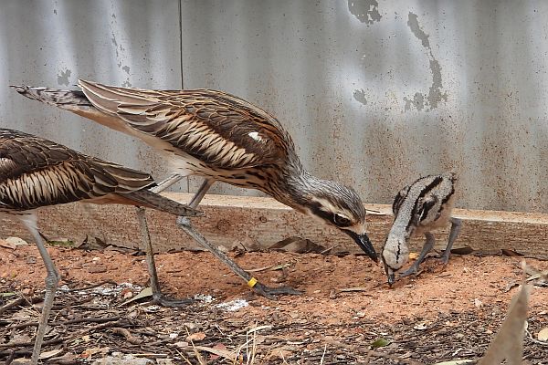 Bush Stone-curlew with chick at captive breeding program. Image Source: R. Galea