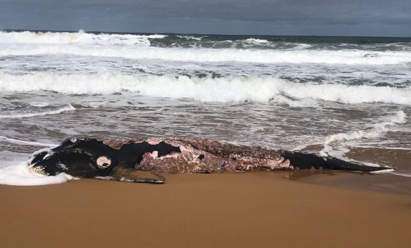Southern Right Whale juvenile deceased September 2019