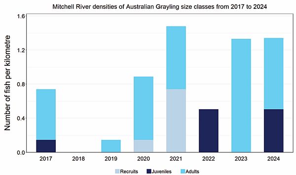 Australian Grayling Mitchell River  NFRC 2024