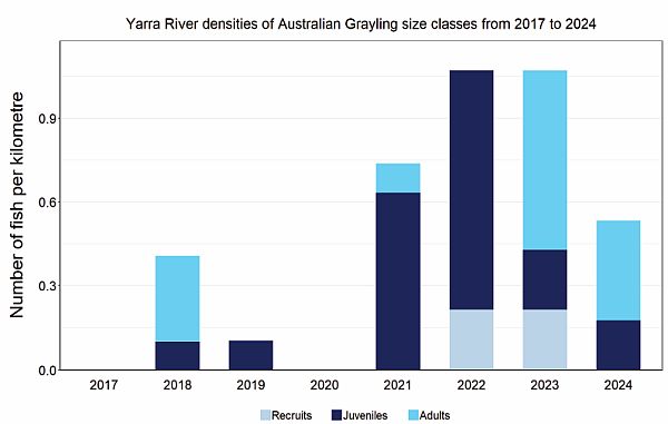 Native fish report card 2024 Australian Grayling in Yarra River