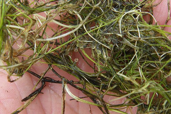 Murray Hardyhead eggs Source: Iain Ellis