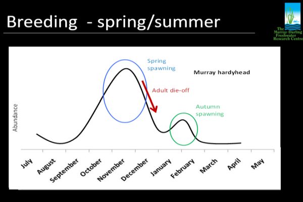 Murray Hardyhead breeding Source: Iain Ellis presentation to SWIFFT seminar 2015