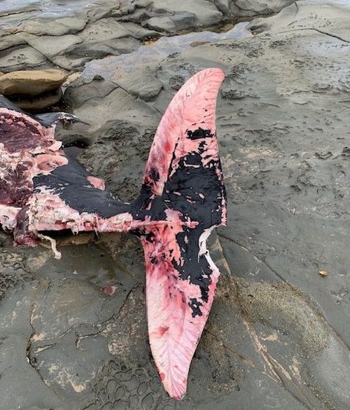 Gray's Beaked Whale image of tail bite marks Marengo Jan. 2024