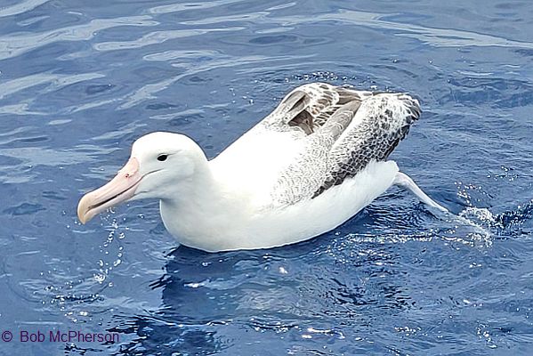 Royal Albatross - Image: Bob McPherson