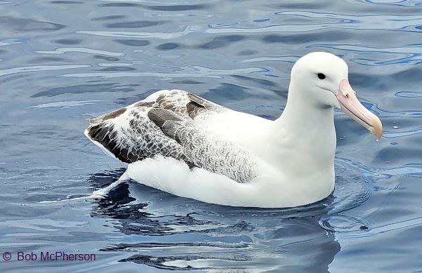 Royal Albatross - Image: Bob McPherson