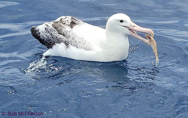 Royal Albatross (Southern) - Image: Bob McPherson