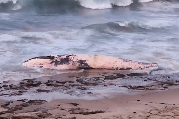 Dead Fin Whale washed up at 13th Beach 13th September 2024 Image Source: Barwon Coast