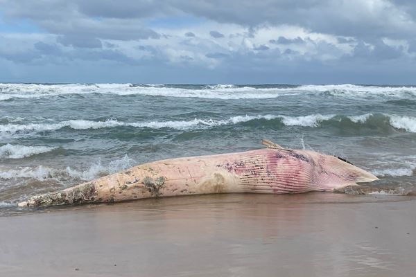 Dead Fin Whale 3 days after being washed ashore at 13th Beach near Barwon Heads on 13 September 2024. Image Source: Barwon Coast