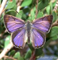 Threatened species A-Z North West Victoria