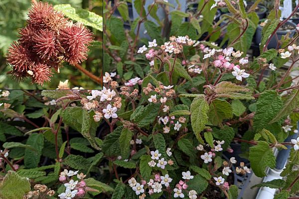 SWIFFT Seminar 31 October 2024 speaker Andre Messina - Botanist, Royal Botanic Gardens Victoria