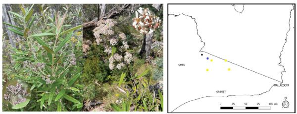 SWIFFT Seminar 31 October 2024 speaker Andre Messina - Botanist, Royal Botanic Gardens Victoria