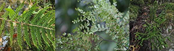 SWIFFT Seminar 31 October 2024 speaker D. Ohlsen - Botanist, Royal Botanic Gardens Victoria