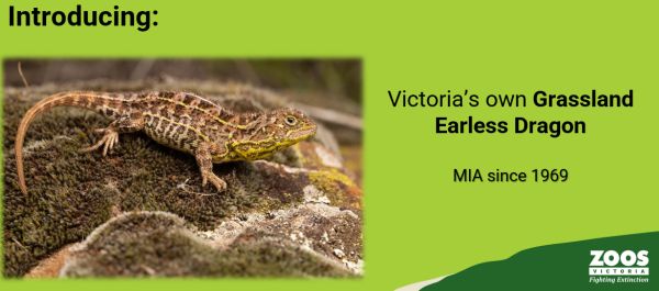 SWIFFT Seminar 31 October 2024 speaker Nick Clemann - Senior Biologist Herpetology, Zoos Victoria