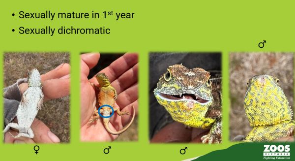 SWIFFT Seminar 31 October 2024 speaker Nick Clemann - Senior Biologist Herpetology, Zoos Victoria