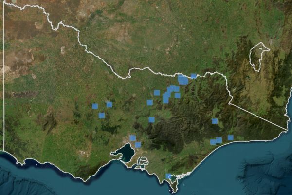 Regent Honeyeater 2000 to 2025 Source: VVB 2025