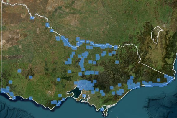 Azure Kingfisher records 2000 to 2025 Source:VVB 2025