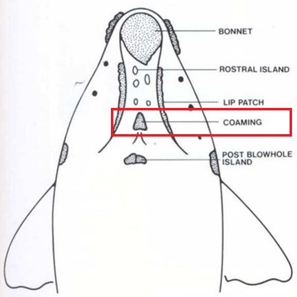 srw diagram