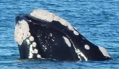 whale id 2